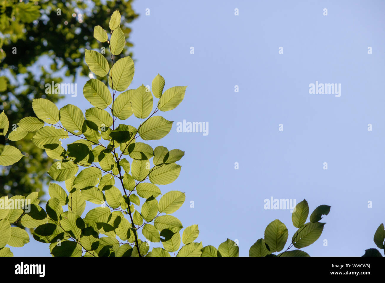 Close-up of the leaves of the hornbeam tree. Blurred background. Pulled down Stock Photo - Alamy