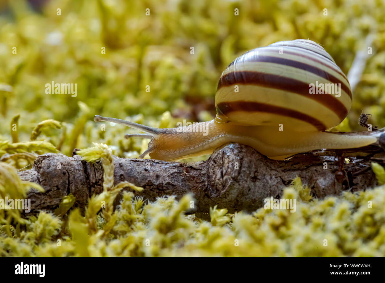 Snail slowly creeping along super macro close-up Stock Photo