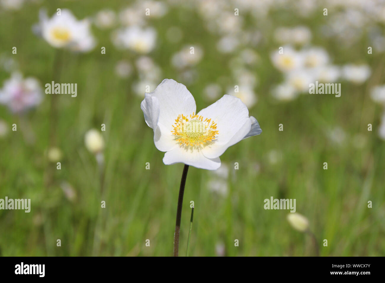 Anemones white meadow Stock Photo - Alamy