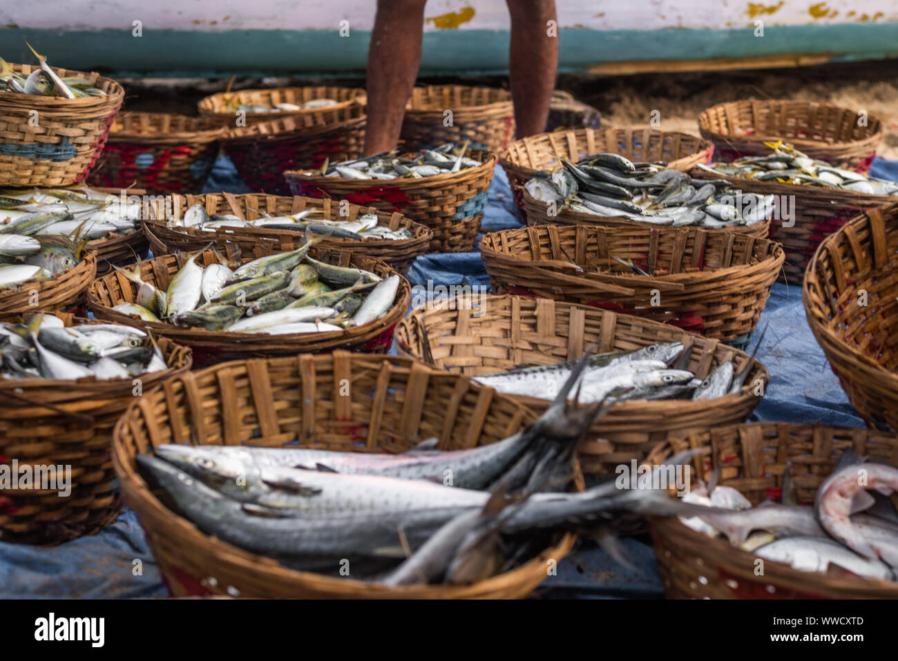 INDIA Goa Colva Beach Men sifting sand from sun dried fish in baskets in  the late afternoon Stock Photo - Alamy