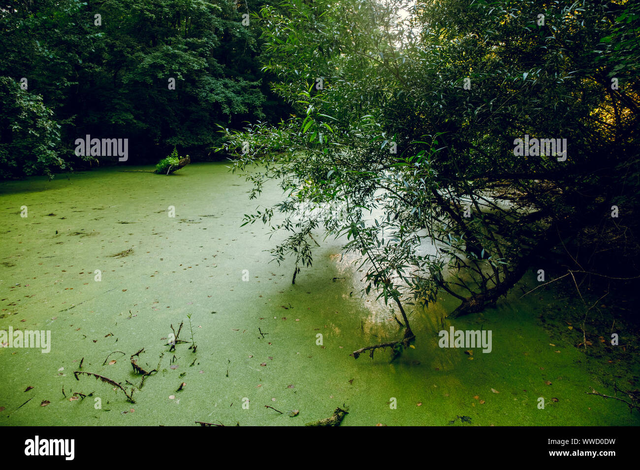 Chinese Lanterns in old China townOvergrown water in the swamp. Swamp