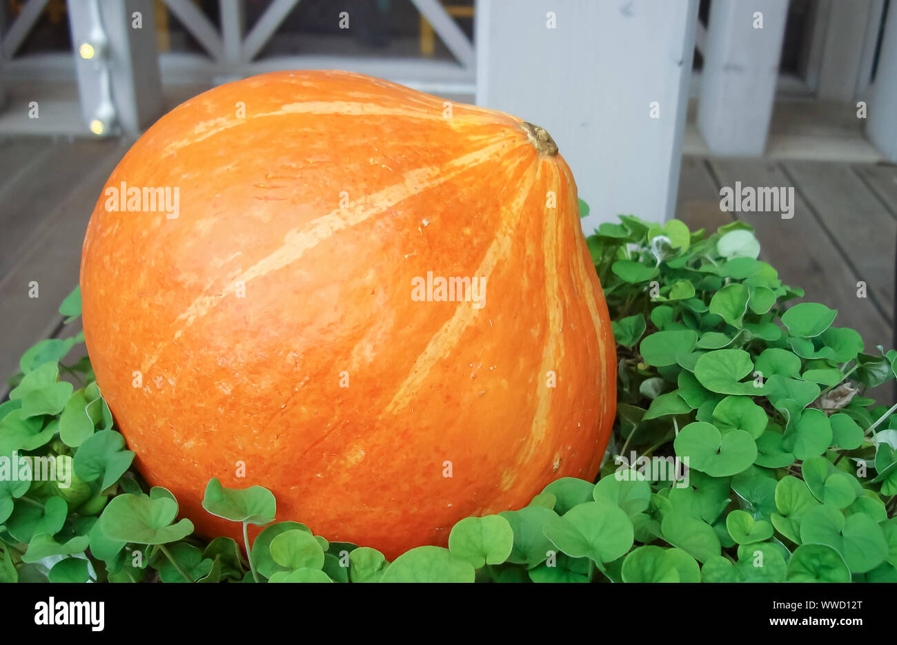 Orange pumpkin on a green plants background Stock Photo - Alamy