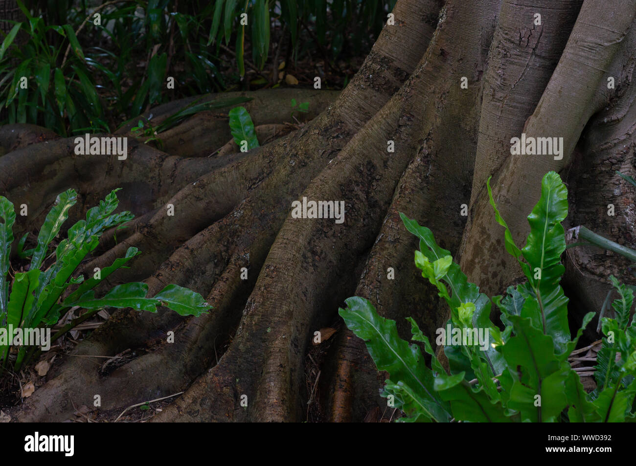 Exposed tree trunk hi-res stock photography and images - Alamy