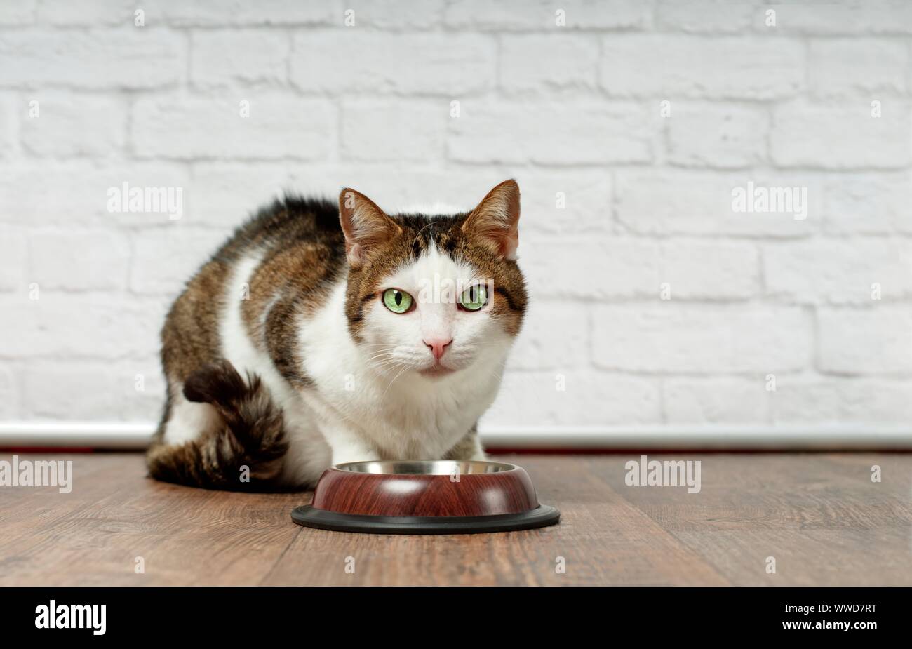 Hungry tabby cat beside a food dish looking to the camera and waiting for food. Stock Photo