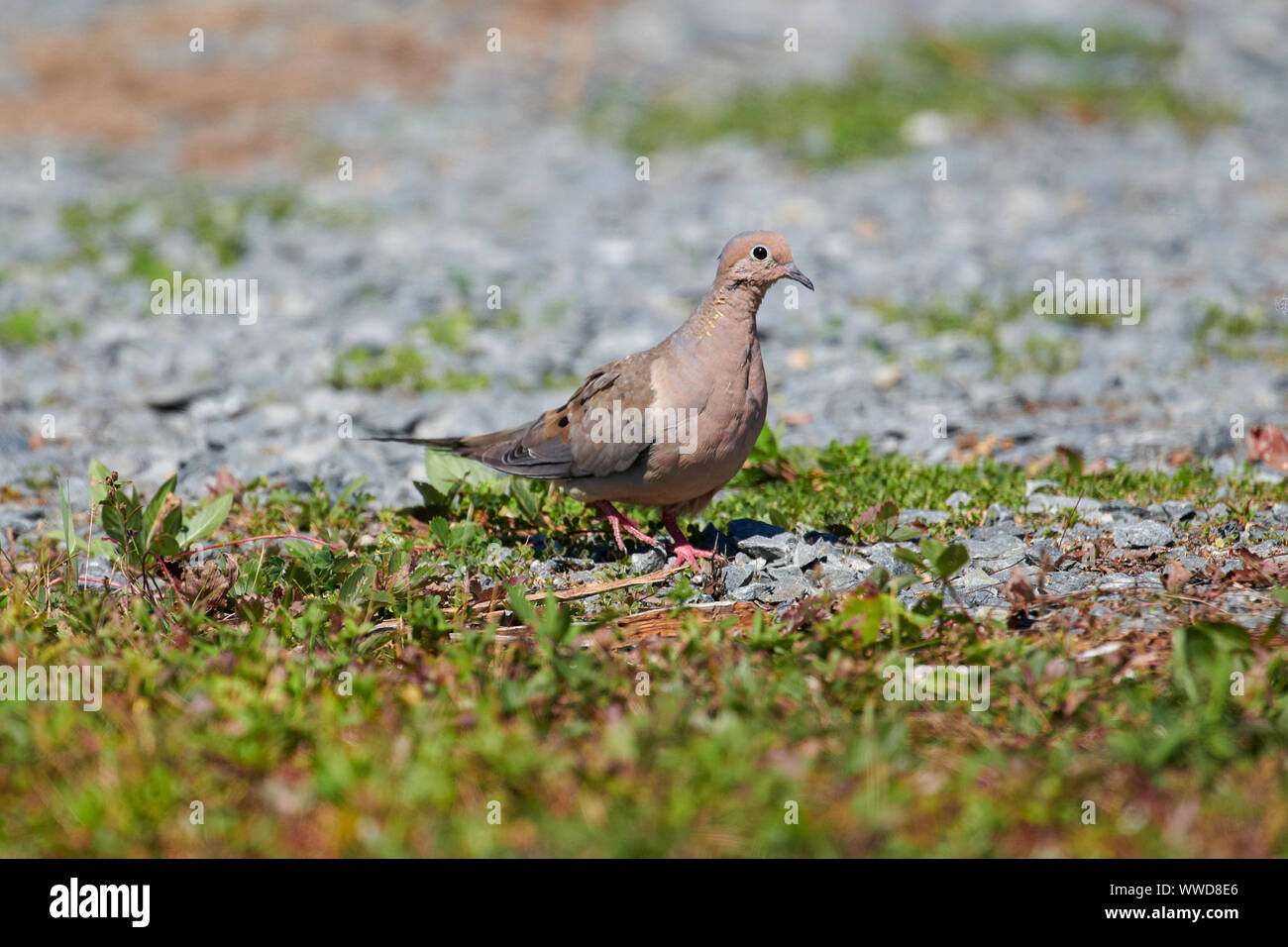 Mourning Dove (Zenaida macroura), Cherry Hill, Nova Scotia, Canada
