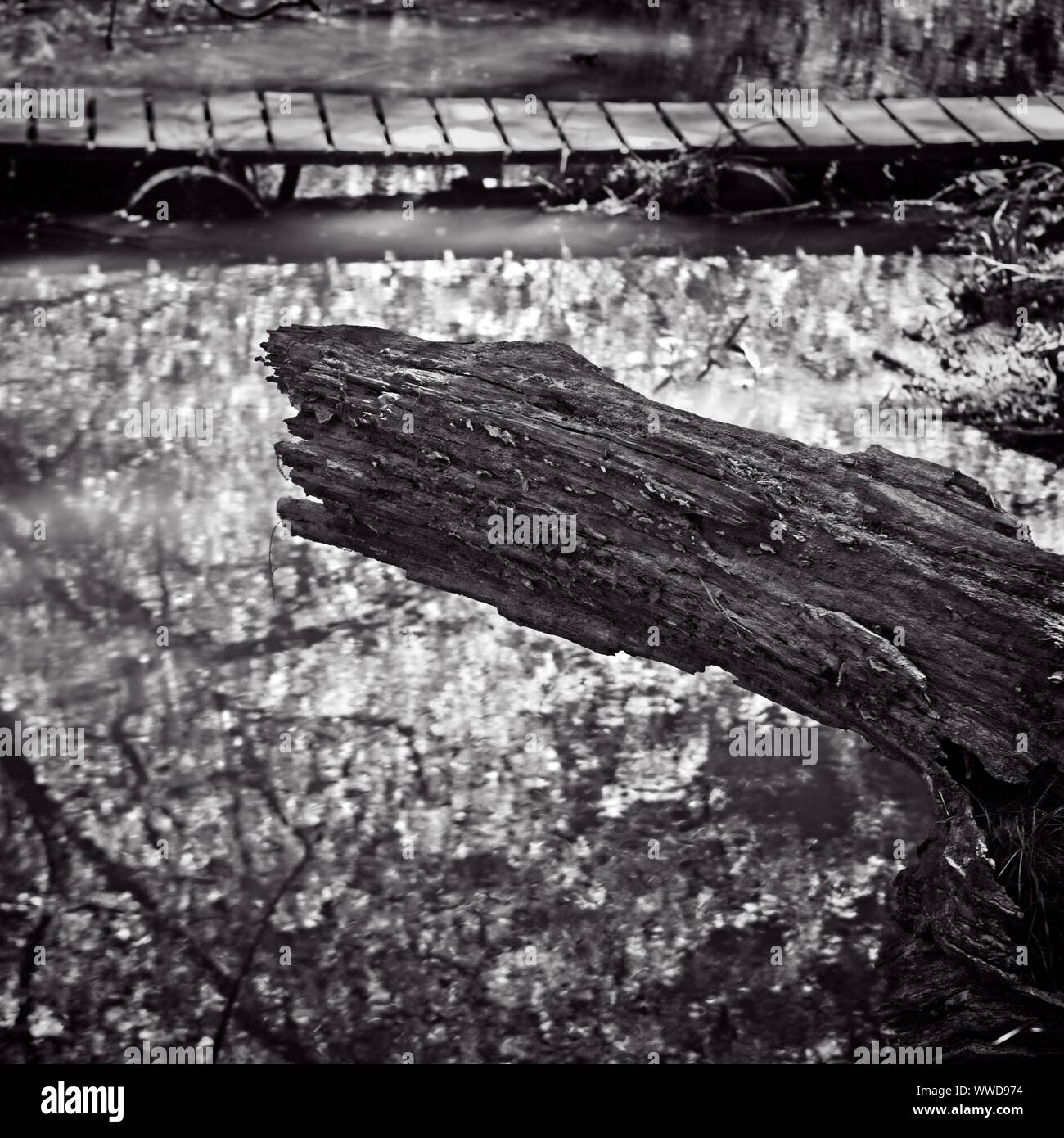 The Woodlands TX USA - 03-26-2019  -  Dead Tree Trunk over Water in B&W Stock Photo