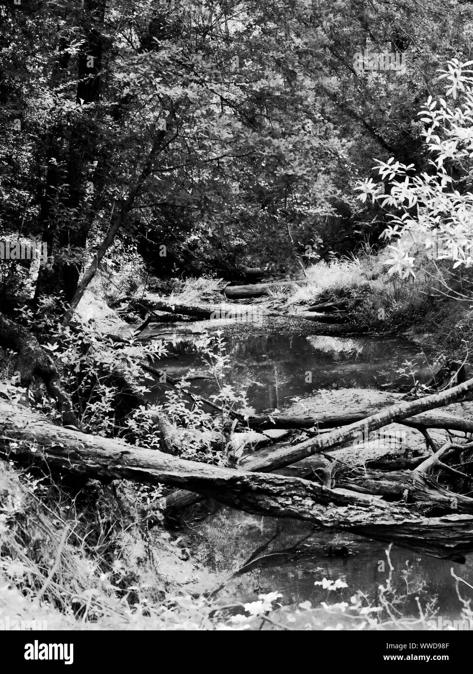 The Woodlands, TX USA - 08/23/2019  -  Fallen Trees Across The Creek in B&W Stock Photo