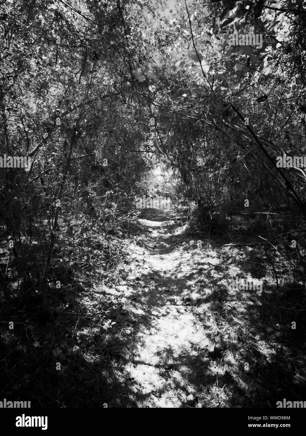The Woodlands TX USA - 03-26-2019  -  Path in mid-day in the woods in B&W Stock Photo