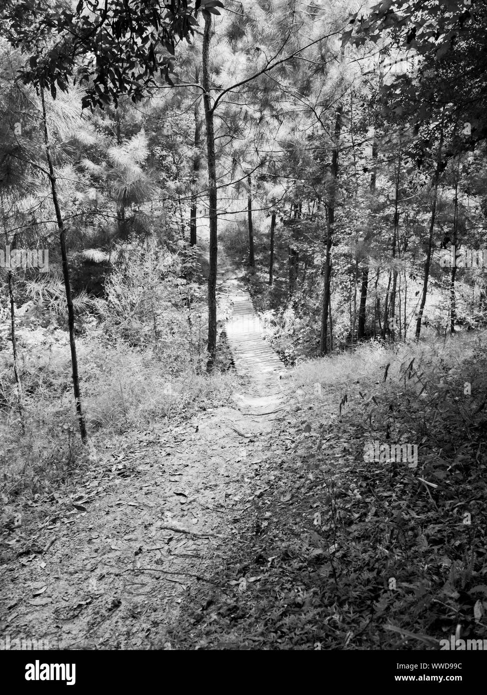 The Woodlands, TX USA 08/23/2019 Path in the Woods to a Bridge 2 in