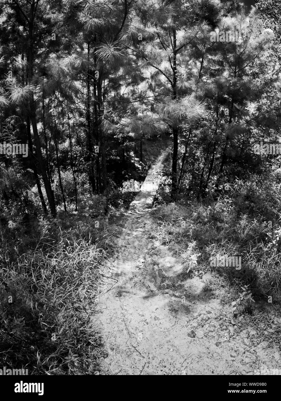 The Woodlands, TX USA - 08/23/2019  -  Path in the Woods to a Bridge 4 in B&W Stock Photo