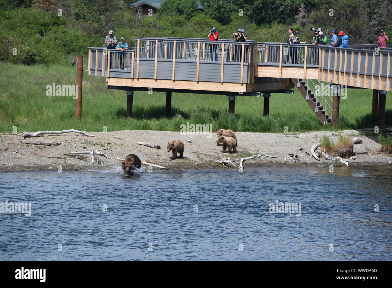 Katmai National Park, Alaska. U.S.A. June 2628, 2019. Brooks River