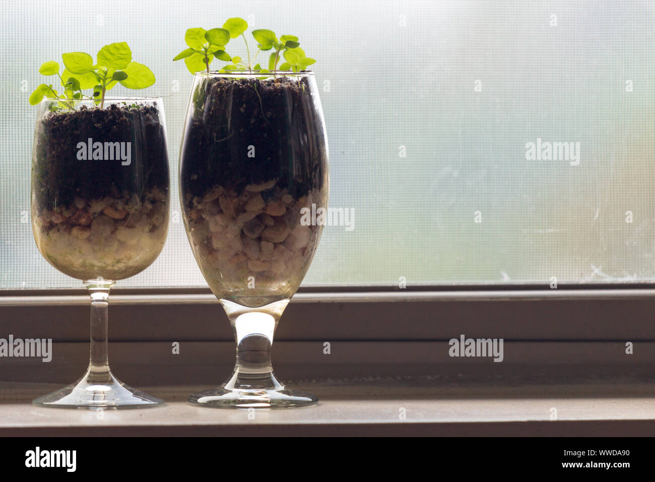 Microgreens grow in two wine glasses on a window sill. Stock Photo