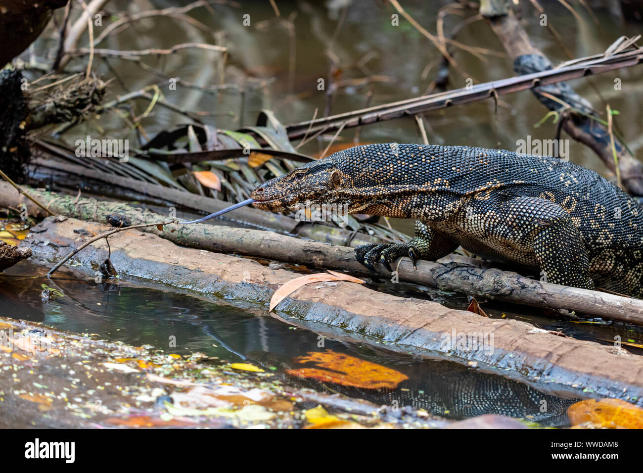 Head detail of a large Malayan Water Monitor or Rice Lizard, Varanus salvator, climbing out of water onto a submerged tree trunk flicking its forked t Stock Photo