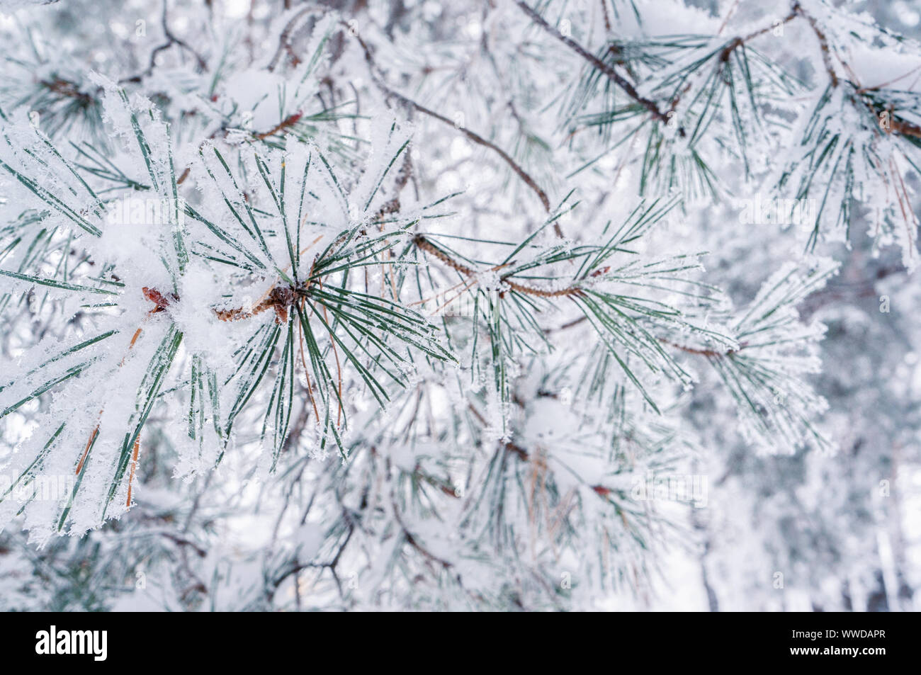 The pine branch is covered with snow with long needles on a green ...