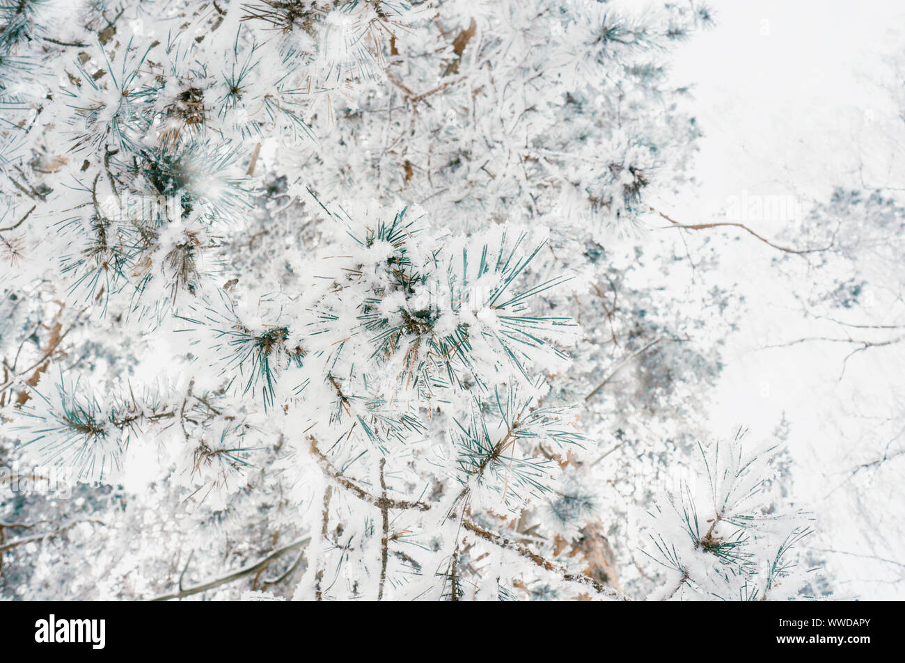 The pine branch is covered with snow with long needles on a green ...