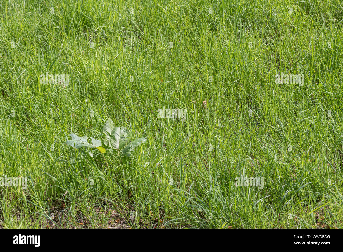 Solitary specimen of Broad-Leaved Dock / Rumex obtusifolius isolated in a mass of field grass. Metaphor isolated, solitary, common weeds, grass patch. Stock Photo