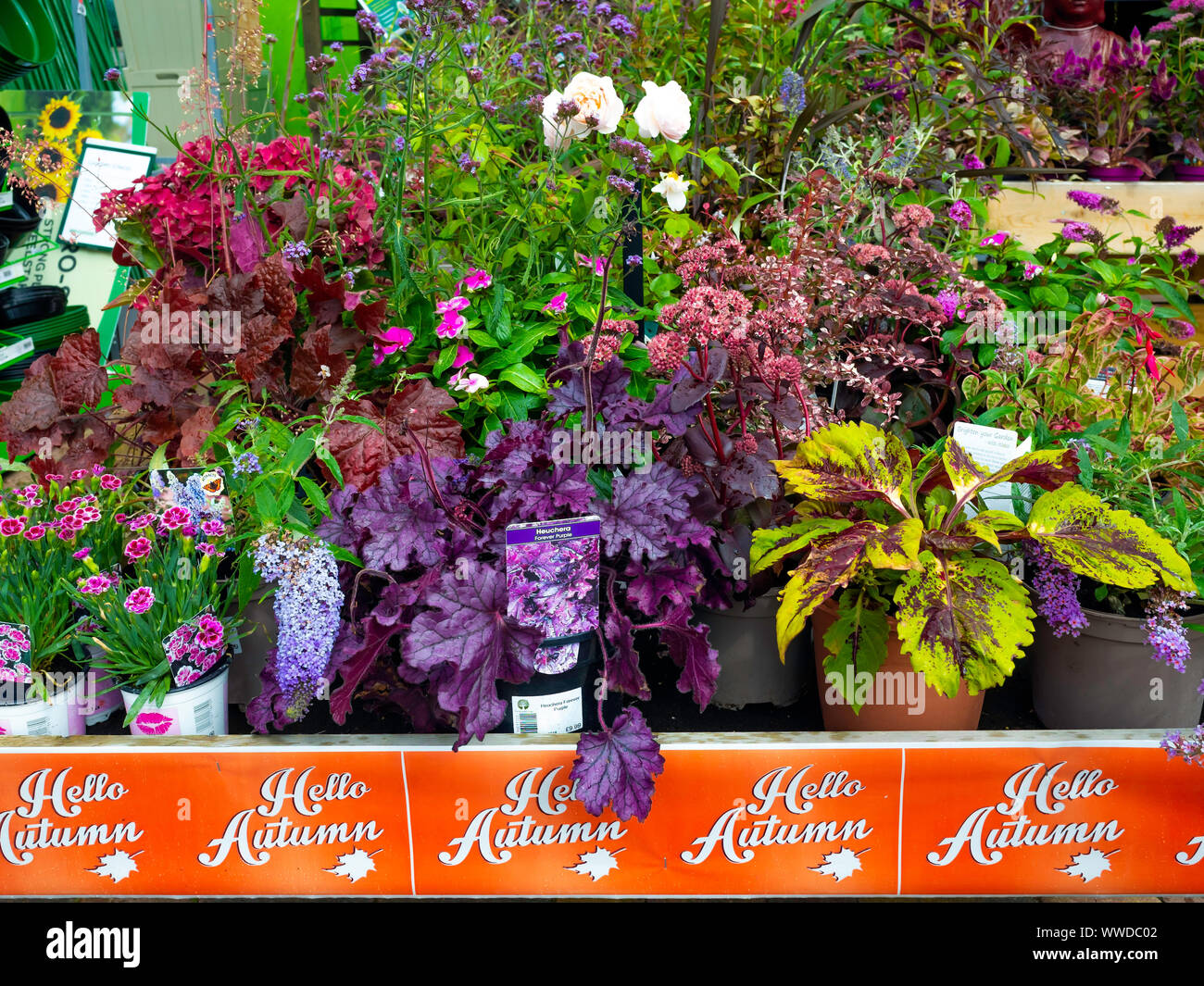 A display of flowering plants for sale in a North Yorkshire Garden Centre promoted as Hello
