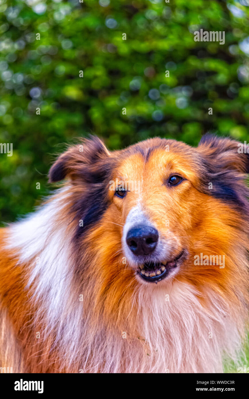 Lassie dog stock image. Image of mouth, furry, drool, whiskers - 4864427