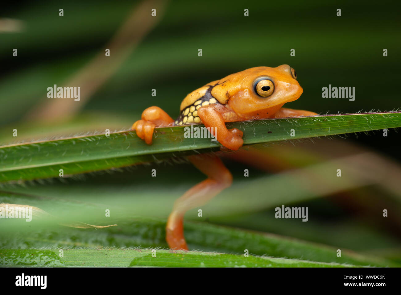 Resplendent bush frog Stock Photo