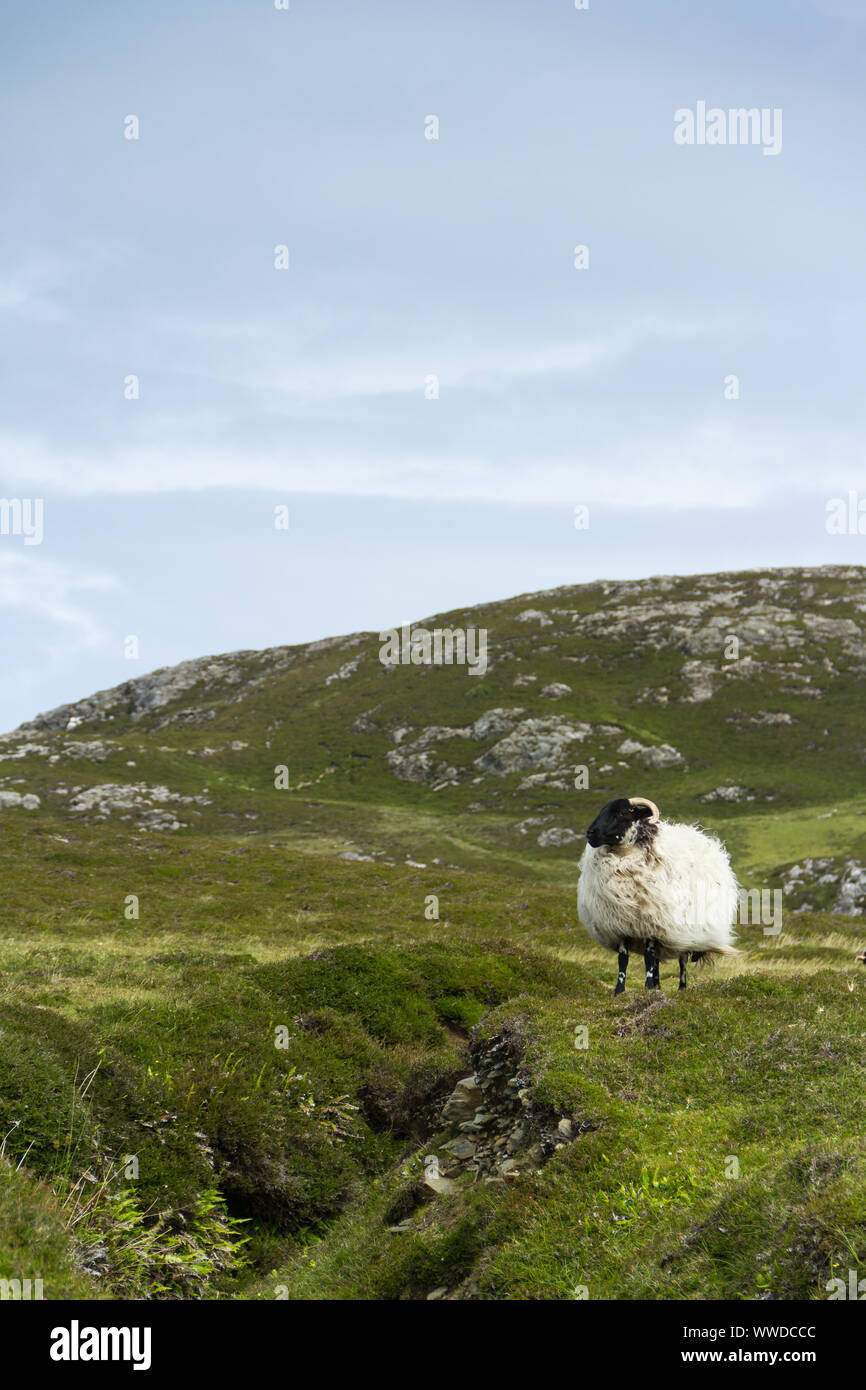 Mayo Blackface sheep in the rugged landscape of Connemara, County Galway, West Ireland Stock Photo