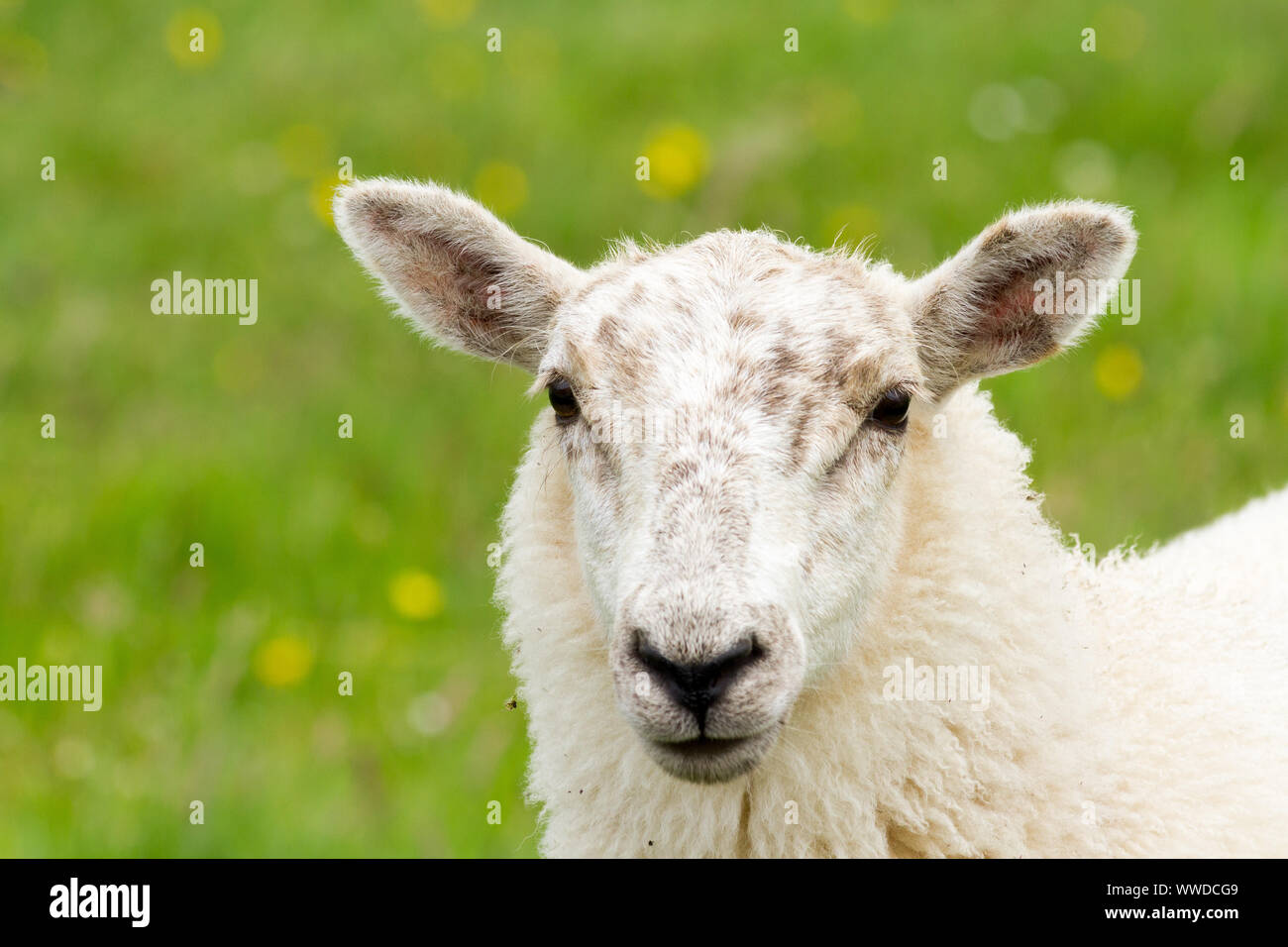 Portrait of a white sheep on Inishbofin Island, Connemara, Ireland Stock Photo