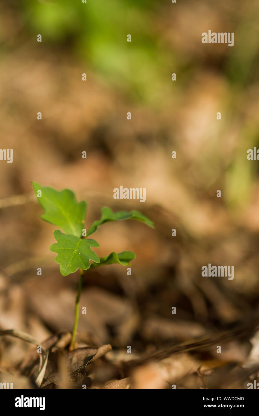 One-year old seedling of sessile oak starting life in a mixed forest in Germany Stock Photo