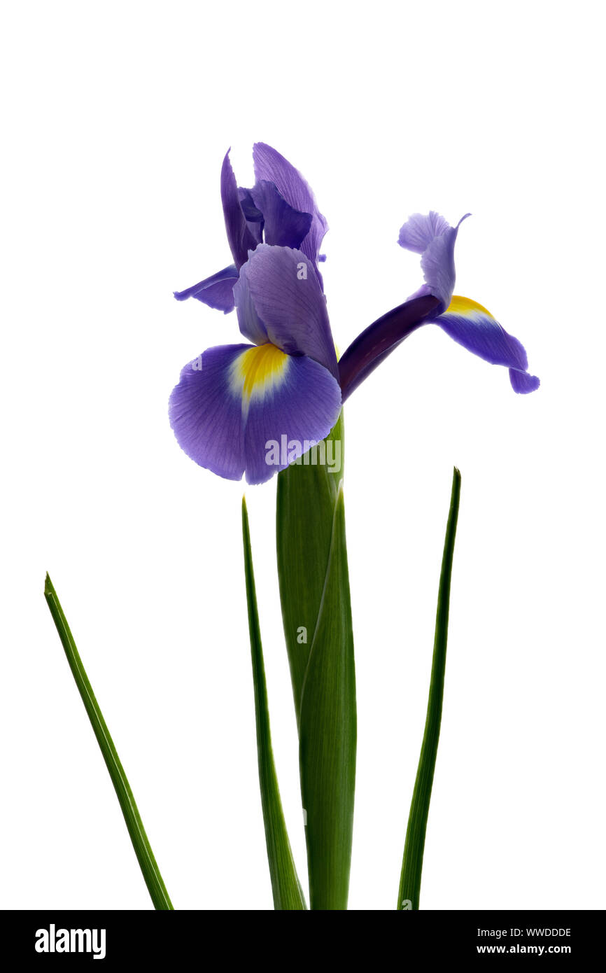 Beautiful single blue Iris flower pictured against a plain white background Stock Photo