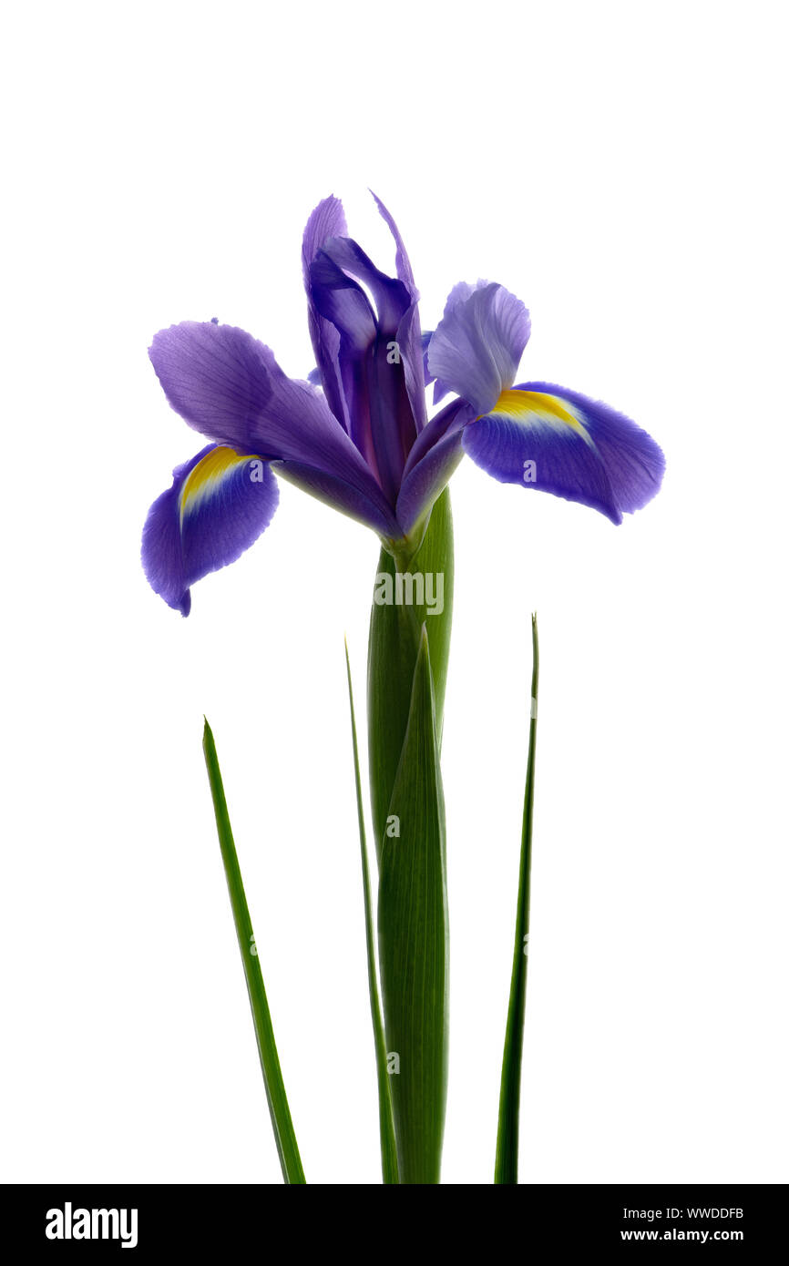 Beautiful single blue Iris flower pictured against a plain white background Stock Photo Alamy