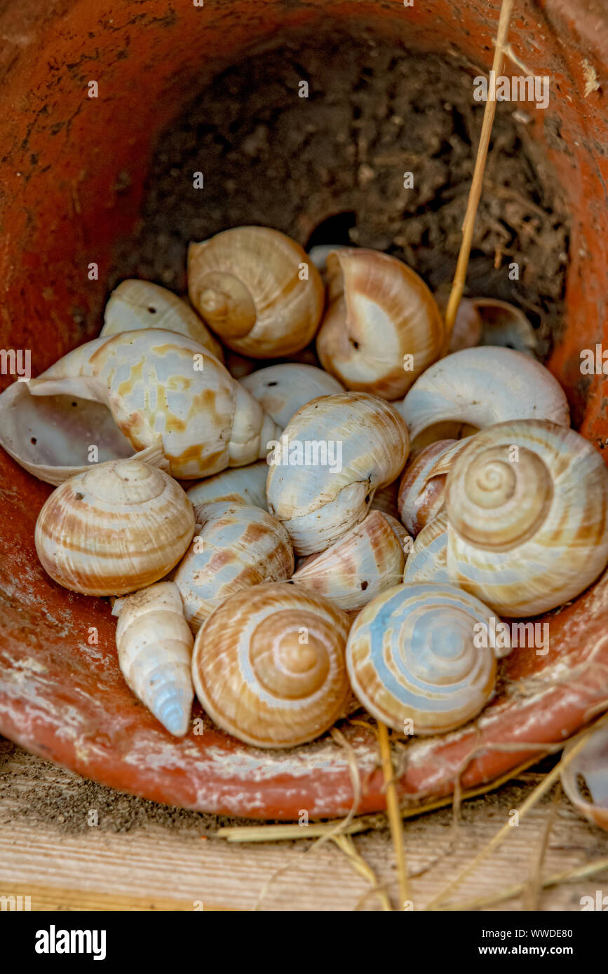 Snail shells in a flowerpot Stock Photo Alamy