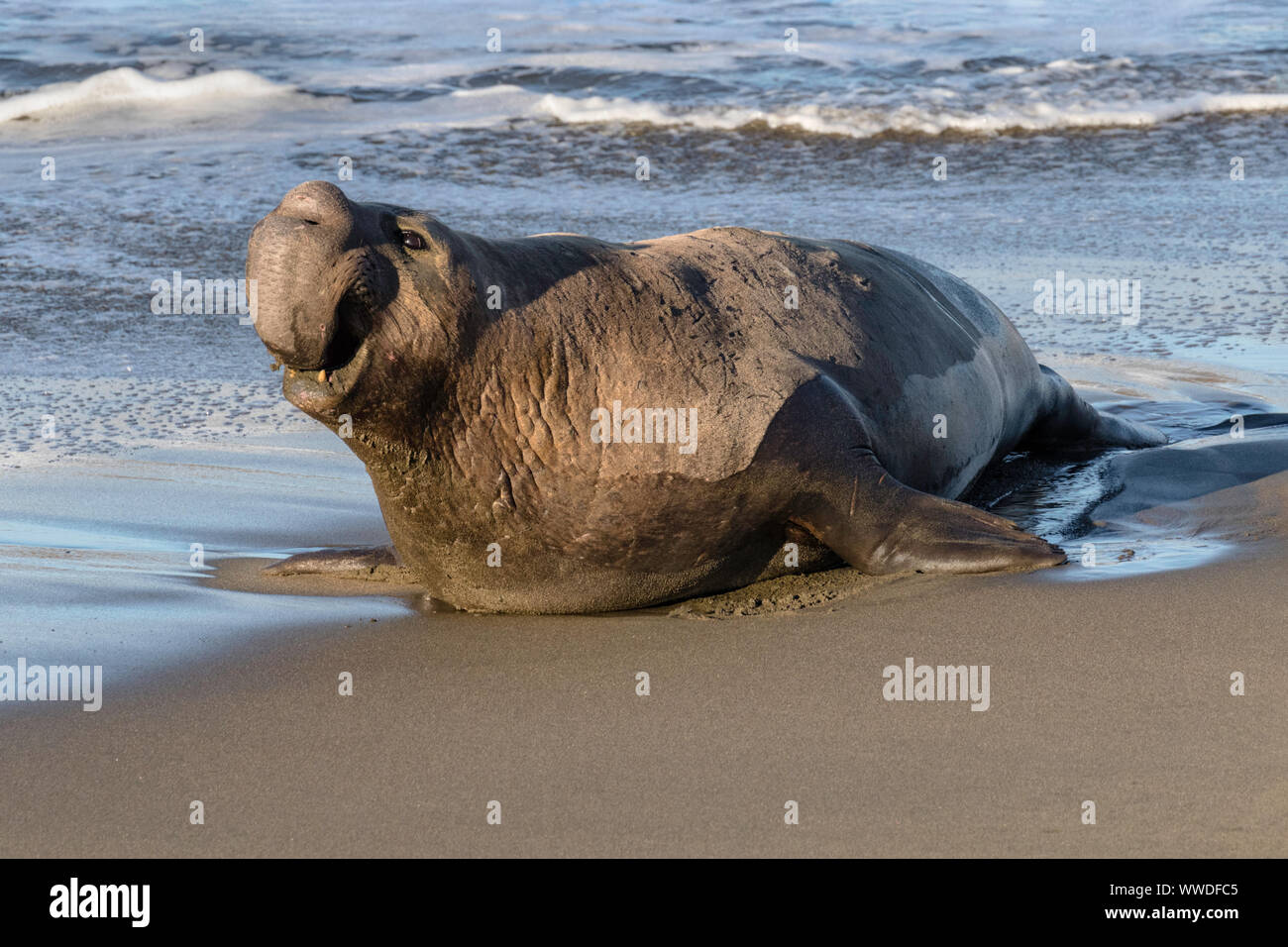 Northern Elephant Seal roaring Stock Photo
