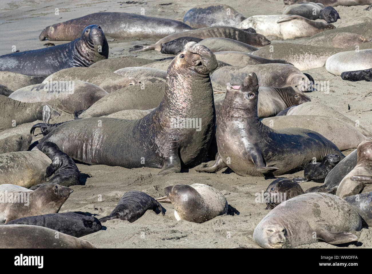 Northern Elephant Seal Stock Photo