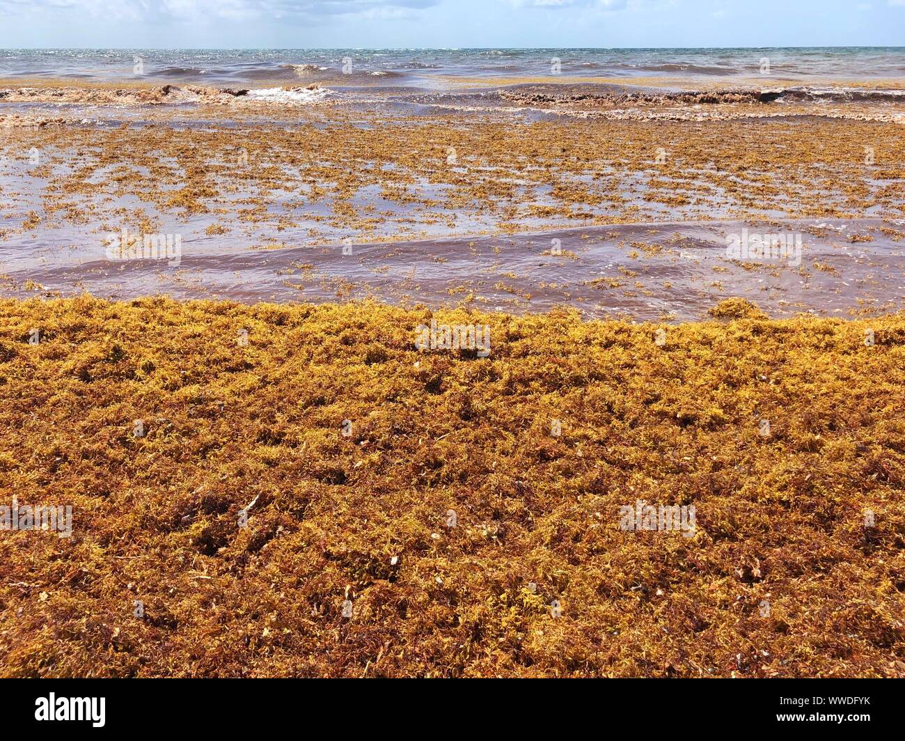 Sargassum seaweed on beach, Tulum, Yucatan Peninsula, Mexico Stock Photo