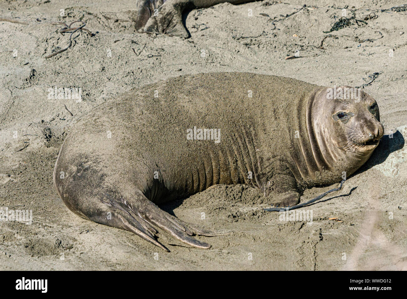 Pregnant elephant hires stock photography and images Alamy
