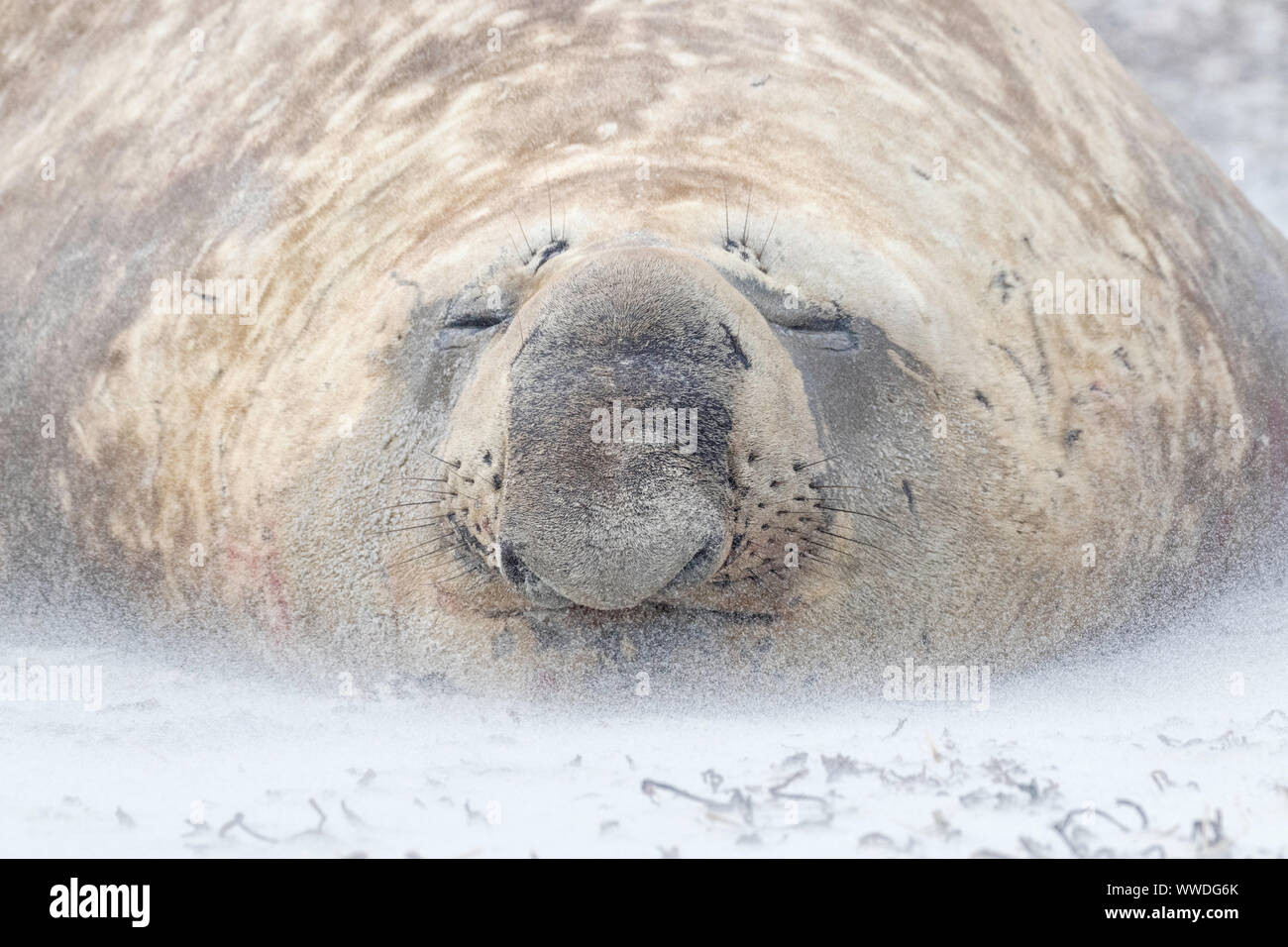 Southern Elephant Seal Bull Stock Photo - Alamy