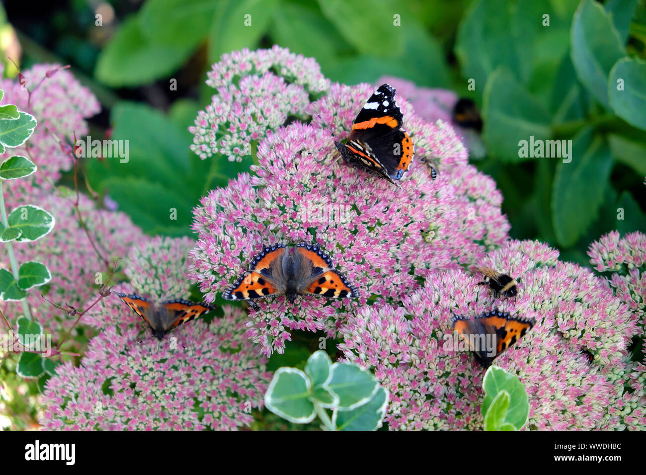 Agais urticae & painted Lady Vanessa Cardui influx butterflies feeding on pink Sedum Spectabile in autumn garden September 2019 Wales UK  KATHY DEWITT Stock Photo