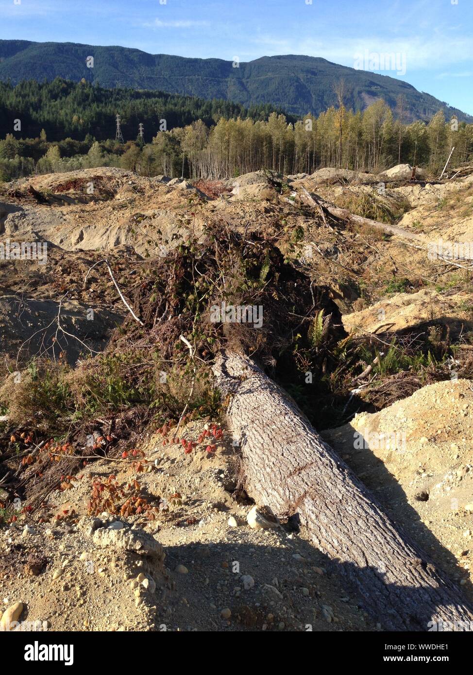 Hemlock trees knocked down by the 2014 Oso Landslide, North Fork Stillaguamish River Valley, Snohomish County, Washington, USA Stock Photo