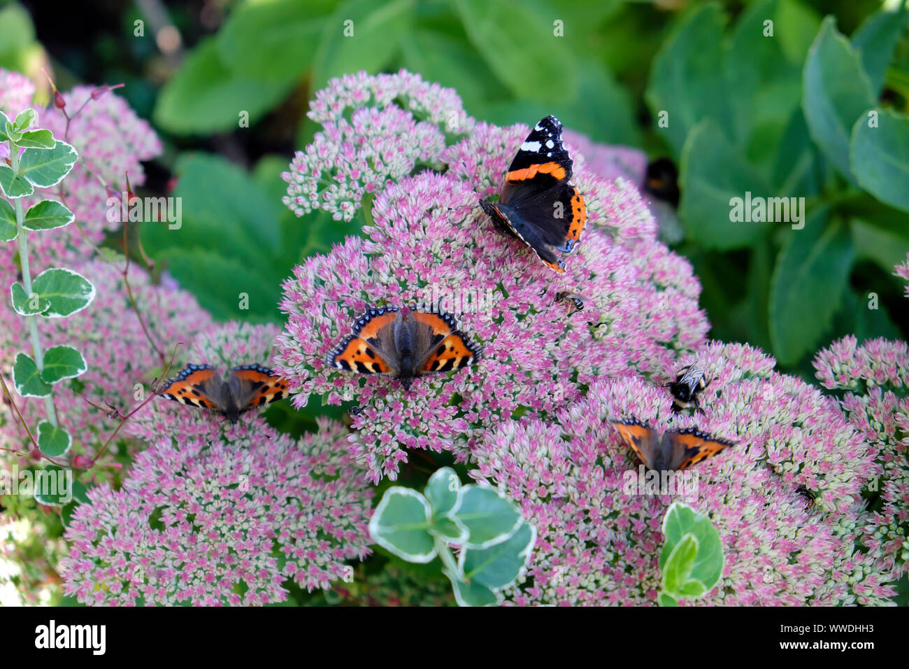 Agais urticae & painted Lady Vanessa Cardui influx butterflies feeding & pink Sedum Spectabile  in autumn garden September 2019 Wales UK  KATHY DEWITT Stock Photo