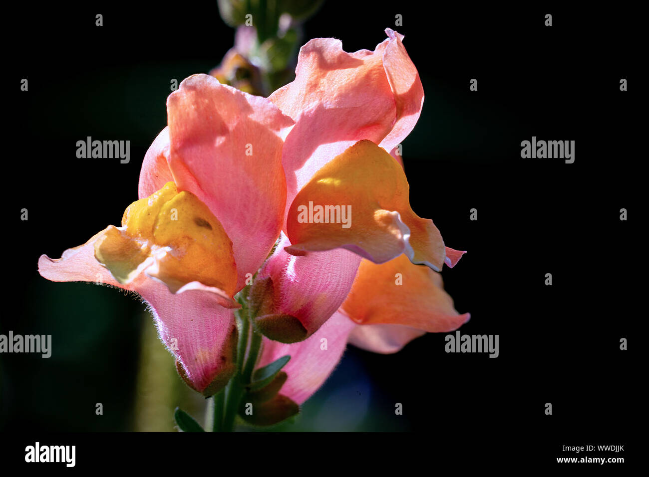 Colourful macro shot of orange and pink  snapdragon (Antirrhinum majus) flowers in bright sunshine with a black background Stock Photo