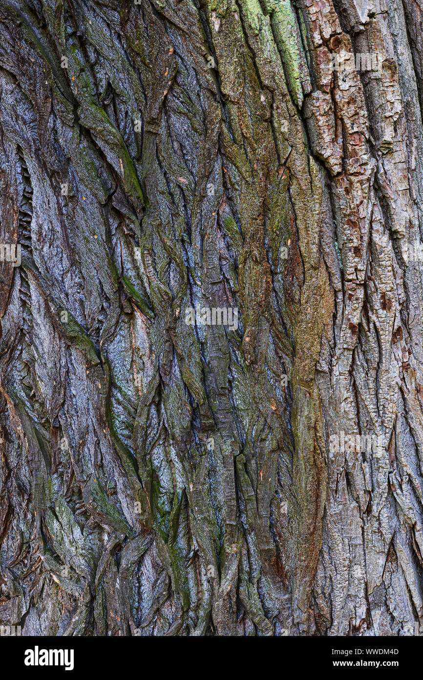 Bark of an old oak tree background texture. Stock Photo