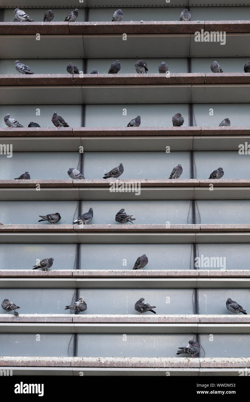 Group of domestic pigeons (Columba livia domestica) sitting and resting in niche of building exterior shelves in the city. Stock Photo