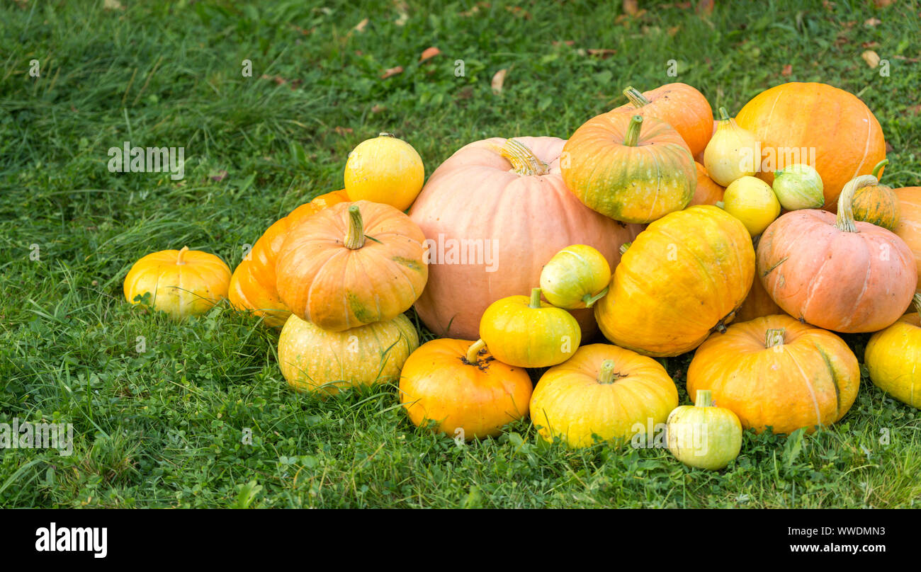 Photo of harvest of pumpkins on green grass Stock Photo - Alamy