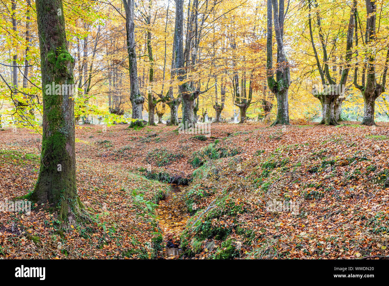 Presazelai beech tree grove, Otxandio, Vizcaya, Spain Stock Photo
