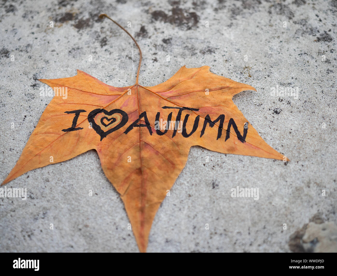 Tree leaf brown color fell on a stone and with the text I love autumn ...