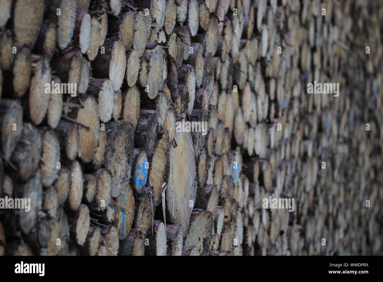 Timber Rises Mining Mining coniferous timber, timber in the Steigerwald Stock Photo - Alamy