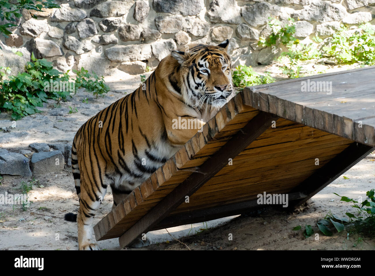 Panthera tigris altaica, also known as the Amur tiger. Stock Photo