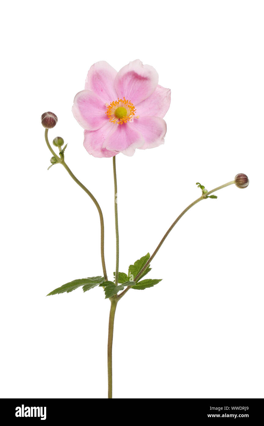 Japanese anemone flower buds and foliage isolated against white Stock Photo