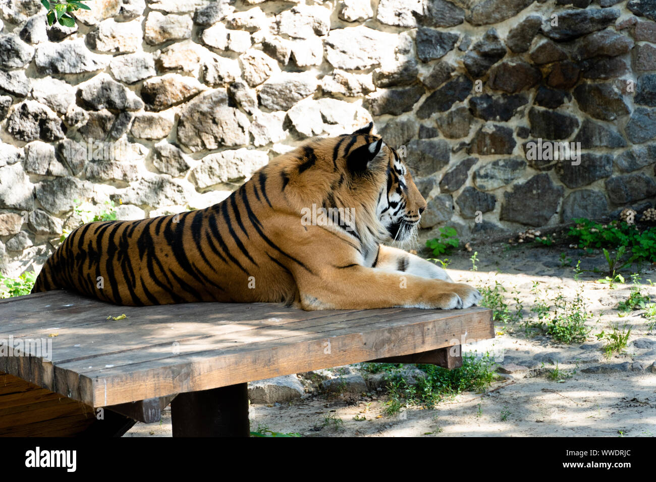 Panthera tigris altaica, also known as the Amur tiger. Stock Photo
