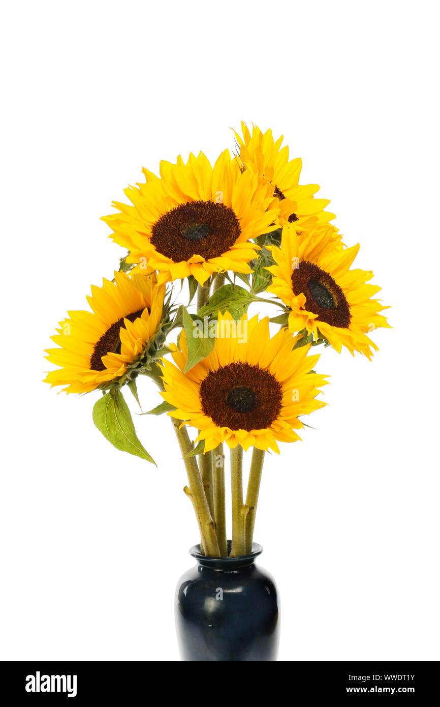 Closeup of sunflowers in a vase isolated against white Stock Photo - Alamy