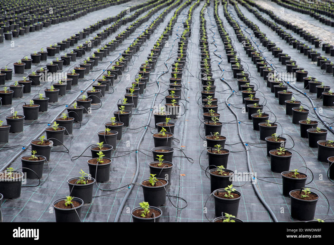 Plant nursery. Automatic plant watering system for greenhouse mist