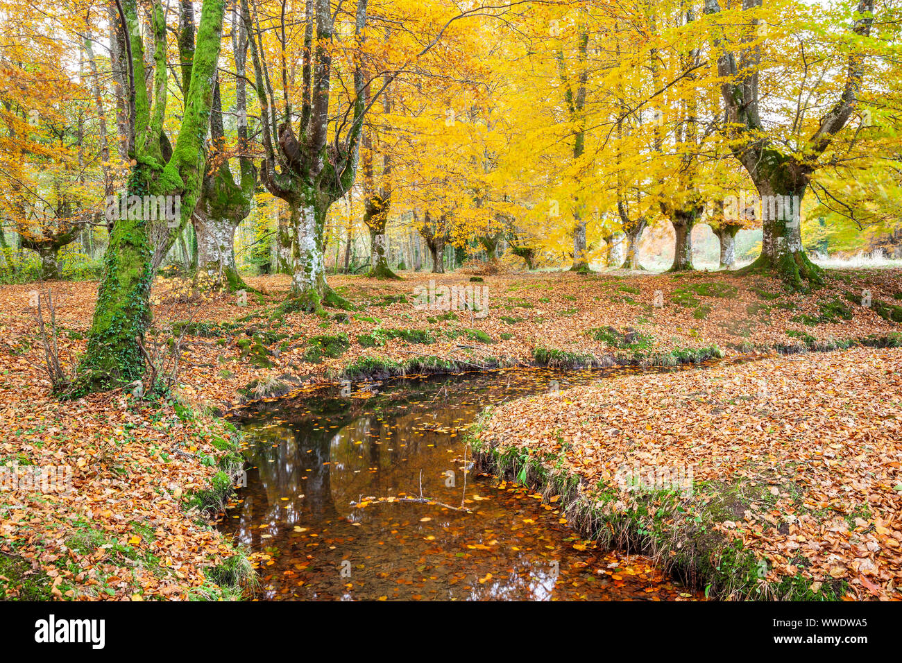 Presazelai beech tree grove, Otxandio, Vizcaya, Spain Stock Photo